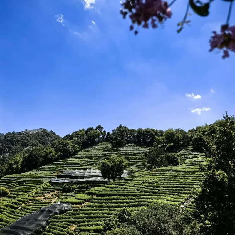 📌一日徒步|杭州九溪烟树🚶6h+